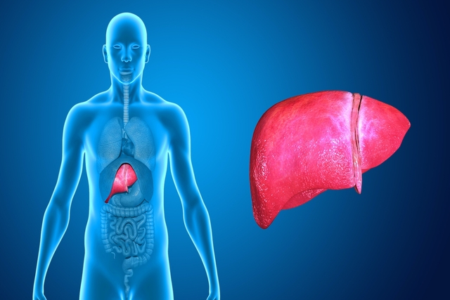 Fígado: onde fica, funções e principais doenças