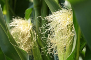 Conheça o poder medicinal do cabelo do milho