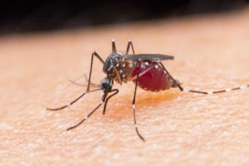 Conheça 4 dicas naturais para deixar os mosquitos longe de você