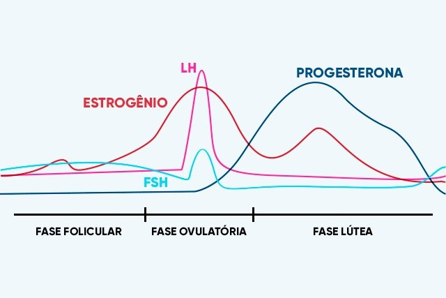 Ciclo menstrual: o que é, fases, como contar e quanto tempo dura - Tua ...