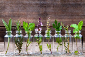 Conheça 10 ervas que você pode cultivar o ano todo em casa usando apenas água