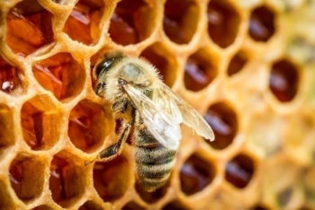 Picada de abelha ou vespa: o que fazer – Tua Saúde
