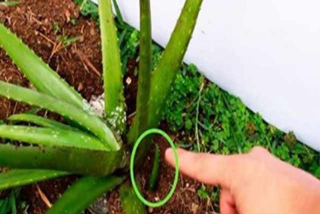 Aprenda Porque é Tão Importante Ter Uma Planta De Aloe Vera Babosa Em Casa Viva Com Vitalidade 6190